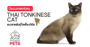 แมวพันธุ์ไทยท็องกินีส (Thai Tonkinese) ลักษณะสายพันธุ์และนิสัย