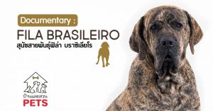 ฟิล่า บราซิเลียโร (Fila brasileiro) ลักษณะสายพันธุ์และนิสัย