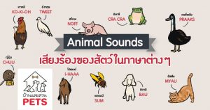 เสียงร้องของสัตว์ต่าง ๆ ในหลากหลายภาษา