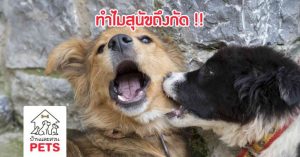 ทำไมสุนัขถึงกัด