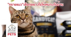 เลือกทรายแมวอย่างไรให้เหมาะกับบ้านของคุณ ZANDYCAT ทรายแมว ห้องน้ำแมว เลือกทรายแมว ห้องน้ำแมวอัตโนมัติ เลือกห้องน้ำแมว