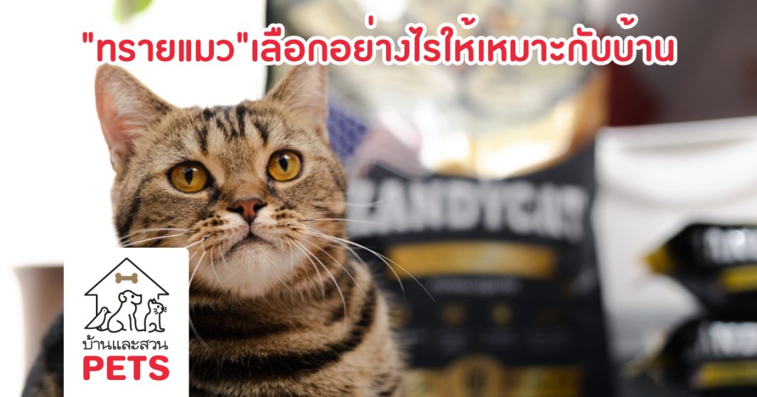 เลือกทรายแมวอย่างไรให้เหมาะกับบ้านของคุณ ZANDYCAT ทรายแมว ห้องน้ำแมว เลือกทรายแมว ห้องน้ำแมวอัตโนมัติ เลือกห้องน้ำแมว