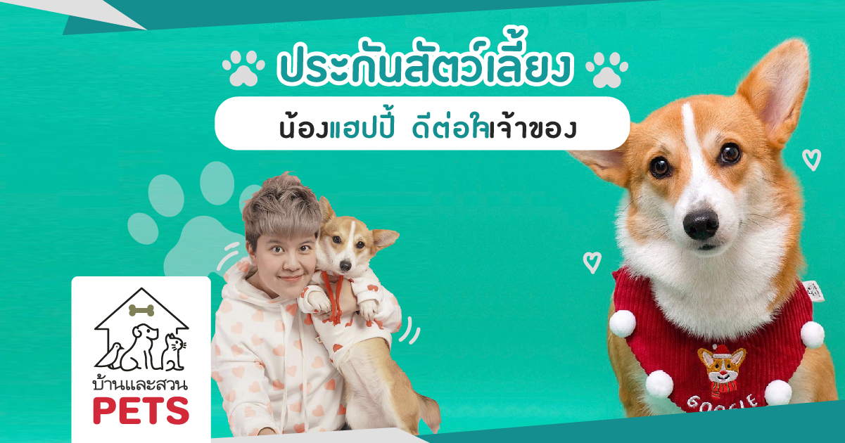 ประกันสัตว์เลี้ยง น้องแฮปปี้ ดีต่อใจเจ้าของ