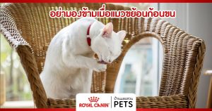 อย่ามองข้ามเมื่อแมวขย้อนก้อนขน