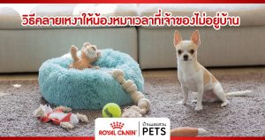 วิธีคลายเหงาให้น้องหมาเวลาที่เจ้าของไม่อยู่บ้าน วิธีคลายเหงาให้น้องหมา