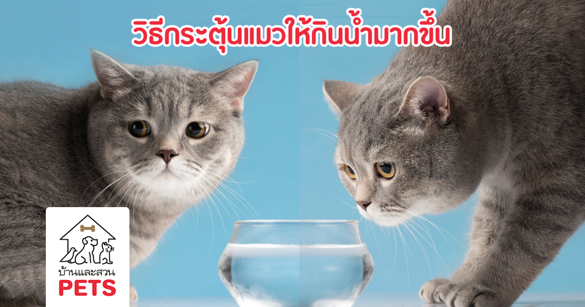 แมวกินน้ำน้อย