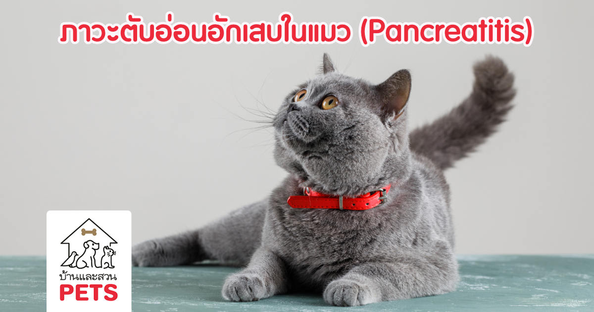 โรคตับอ่อนอักเสบ ในแมว (Pancreatitis) โรคตับอ่อนอักเสบ