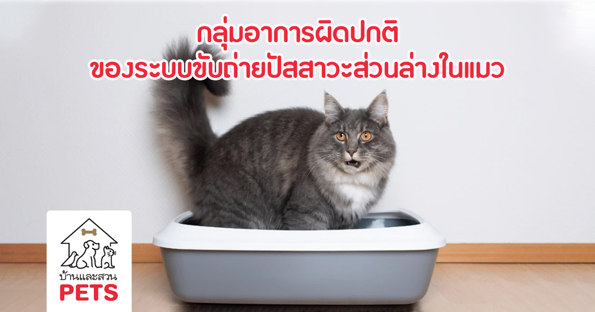 แมวปัสสาวะไม่ออก เกิดจากสาเหตุอะไร? FLUTD ; feline lower urinary tract disease