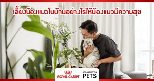 เลี้ยงน้องแมวในบ้านอย่างไรให้น้องแมวมีความสุข เลี้ยงแมวในบ้าน