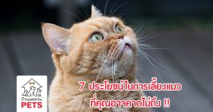7 ประโยชน์ในการเลี้ยงแมว ที่คุณอาจคาดไม่ถึง !!