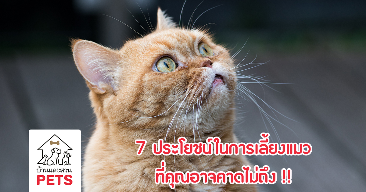 7 ประโยชน์ในการเลี้ยงแมว ที่คุณอาจคาดไม่ถึง !!