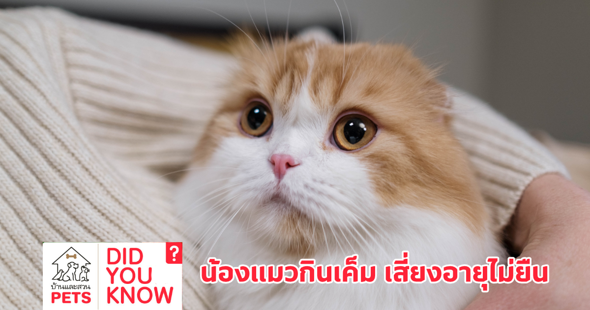 น้องแมวกินเค็ม เสี่ยงอายุไม่ยืน น้องแมวกินเค็ม