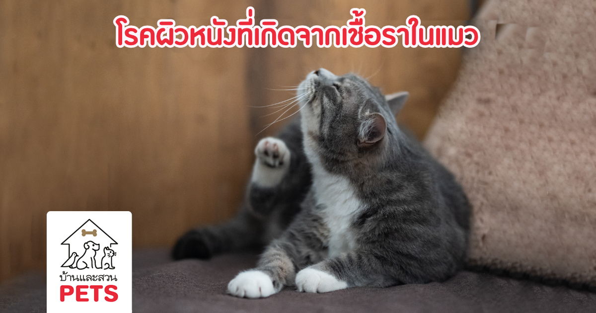 เชื้อราในแมว โรคที่ทาสแมวพึงระวัง (Ringworm) เชื้อราในแมว