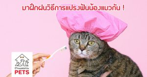 ดูแลสุขภาพช่องปากของแมว ด้วยการแปรงฟัน !