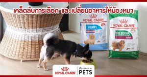 เคล็ดลับการเลือก และเปลี่ยนอาหารให้น้องหมา