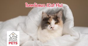 โรคหวัดแมว หรือ โรคติดเชื้อทางเดินหายใจส่วนต้นในแมว (Cat flu) หวัดแมว