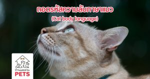 หูของแมว อวัยวะที่ช่วยบอกอารมณ์ และความรู้สึก! หูของแมว