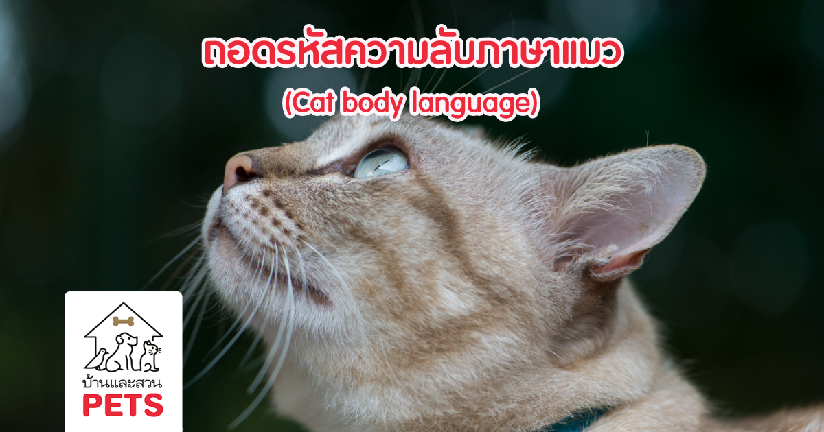 หูของแมว