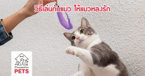 “เล่นกับแมว” อย่างไรให้แมวรักคุณหลงคุณ เล่นกับแมว