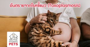 โรคขี้แมว