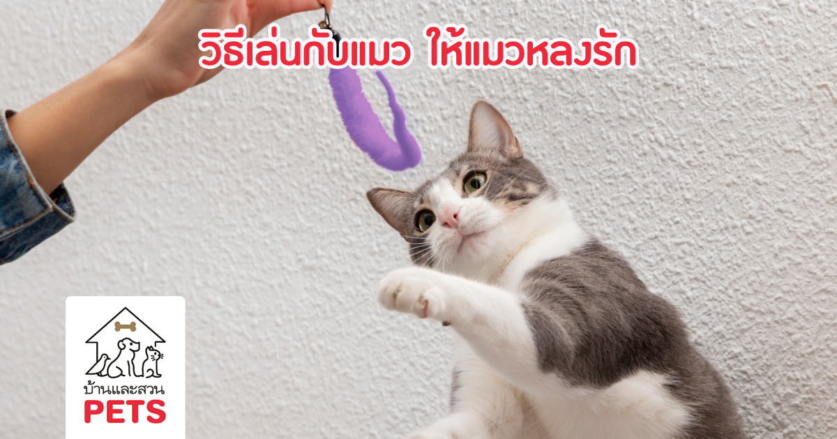 เล่นกับแมว