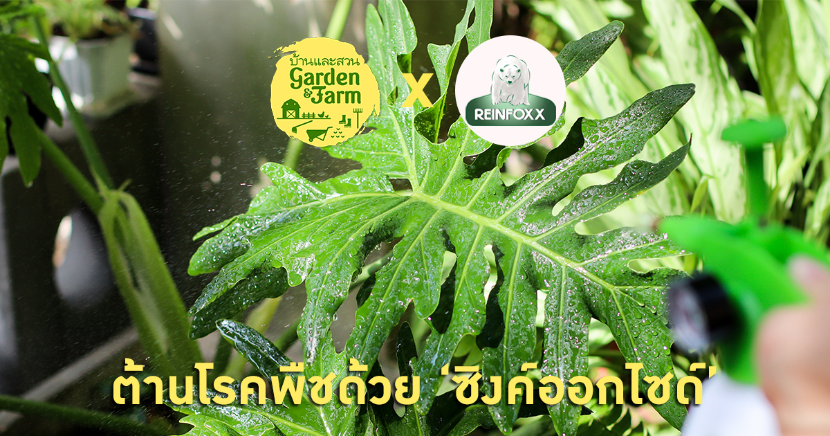 ปลูกพืชต้องรู้ “ซิงค์ออกไซด์” ช่วยให้พืชแข็งแรง ต้านโรคได้ดี