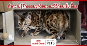 ทำความรู้จักธรรมชาติของแมวไว้ก่อนเริ่มเลี้ยง ธรรมชาติของแมว