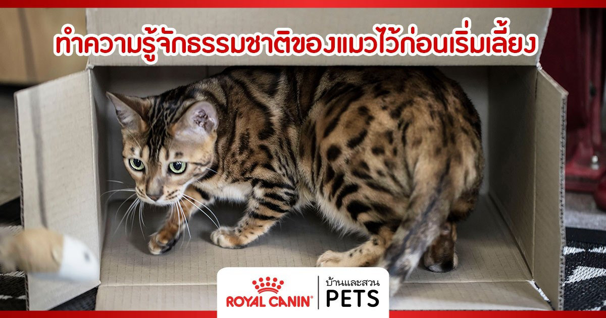 ทำความรู้จักธรรมชาติของแมวไว้ก่อนเริ่มเลี้ยง ธรรมชาติของแมว