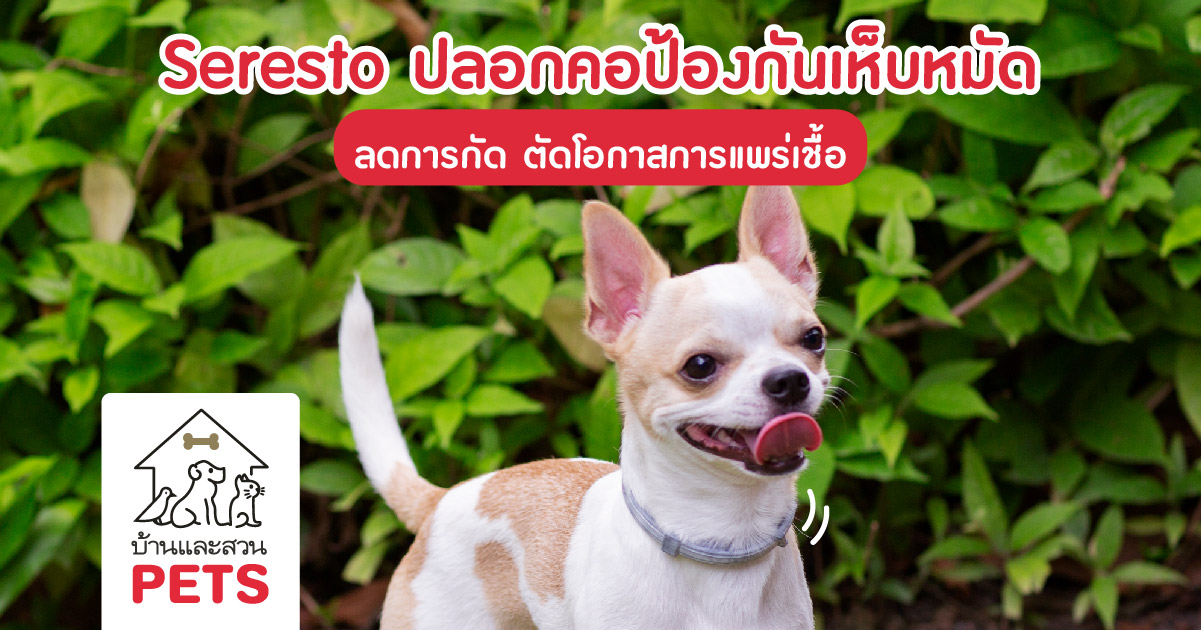 Seresto ปลอกคอป้องกันเห็บหมัด