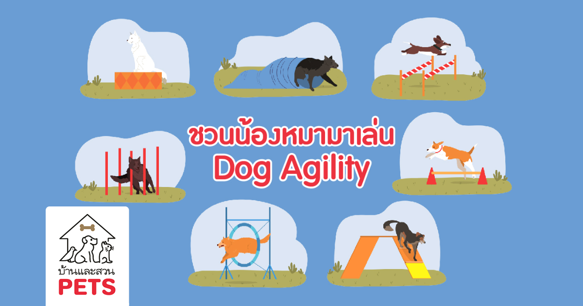 Dog Agility