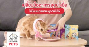 เปลี่ยนมื้ออาหารสุดน่าเบื่อ ให้น้องแมวฟินจนหยุดกินไม่ได้ Moochie อาหารเปียกเพื่อสุขภาพ