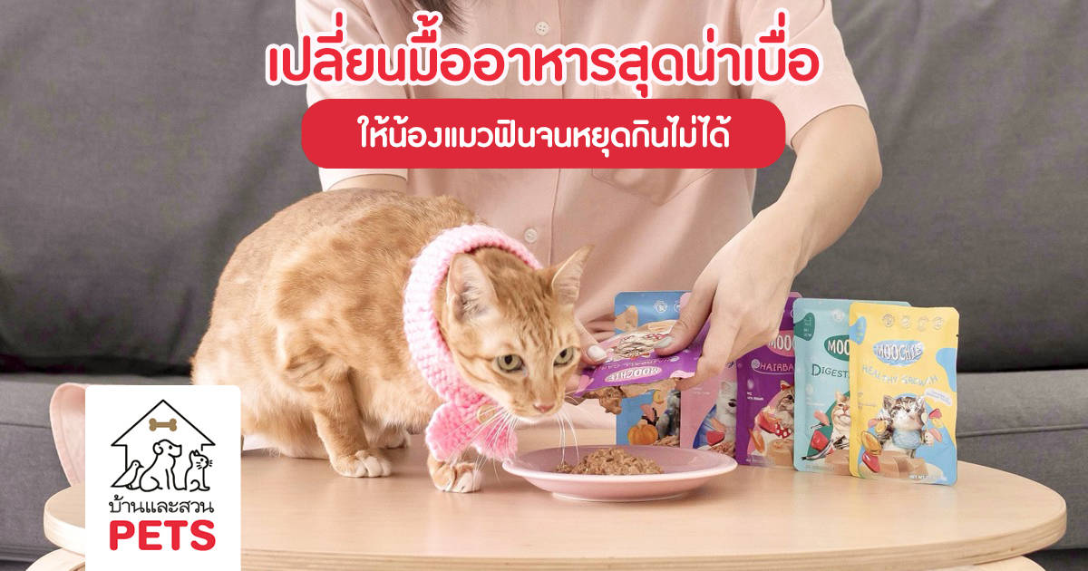 เปลี่ยนมื้ออาหารสุดน่าเบื่อ ให้น้องแมวฟินจนหยุดกินไม่ได้ Moochie อาหารเปียกเพื่อสุขภาพ