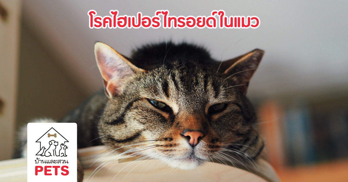 โรคไฮเปอร์ไทรอยด์ หรือ โรคไทรอยด์ฮอร์โมนสูงในแมว (Feline Hyperthyroidism)