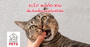 โรคเชื้อราสปอโรทริโคซิส ในแมว(Sporothricosis) โรคเชื้อราสปอโรทริโคซิส