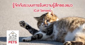 การรับรู้ความรู้สึกของแมว มีระบบการทำงานยังไง? (Cat Senses)