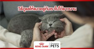 วิธีดูแลให้แมวอยู่กับเราไปได้ยาวนาน