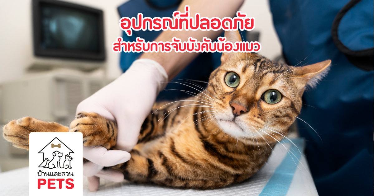 อุปกรณ์จับบังคับแมว