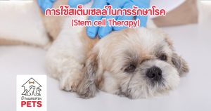 Stem cell Therapy