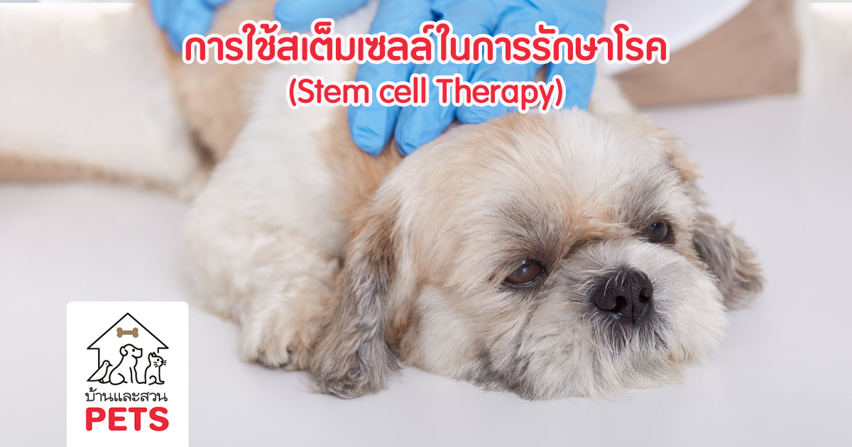 การรักษาโดยใช้เซลล์ต้นกำเนิดในสัตว์เลี้ยง (Stem cell therapy) Stem cell Therapy