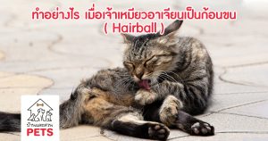 ก้อนขน (Hairball) เกิดจากอะไร ปัญหาที่ทาสแมวต้องรู้ hairball