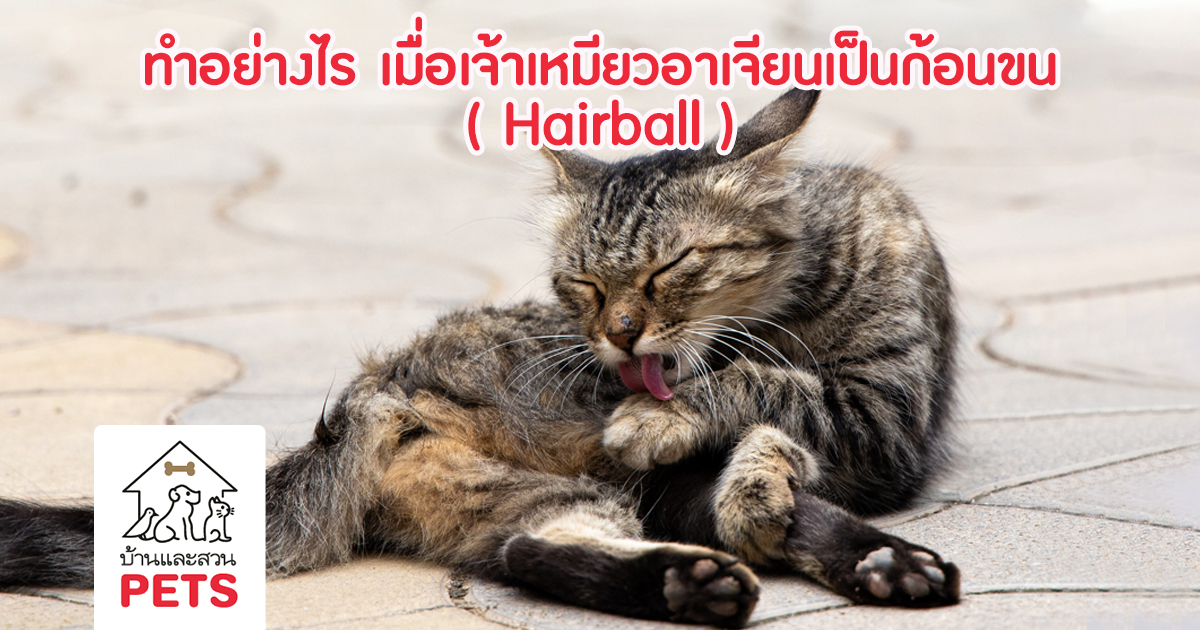 hairball