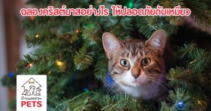ฉลองเทศกาลคริสต์มาส อย่างไรให้ปลอดภัยสำหรับแมว christmas