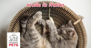 แมวฝัน