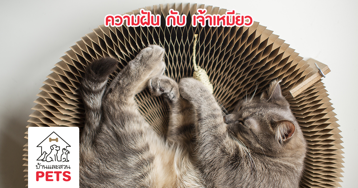 แมวฝัน