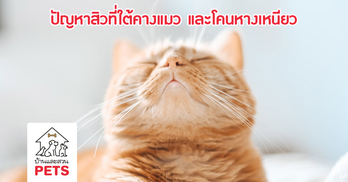สิวใต้คางแมว และโคนหางเหนียว เกิดจากอะไร (Feline chin acne and stud tail) แมวมีสิวใต้คาง