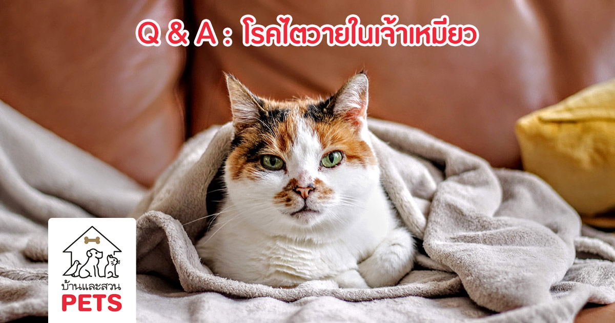 โรคไตวายในแมว กับ 6 คำถามยอดฮิต โรคไตวายในแมว