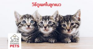 ดูเพศแมว อย่างไรให้ชัวร์