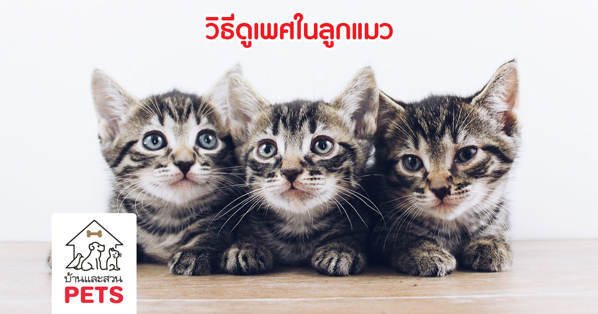 ดูเพศแมว อย่างไรให้ชัวร์
