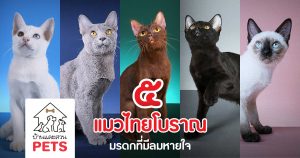 แมวไทย โบราณ 5 สายพันธุ์ ที่ยังคงอยู่