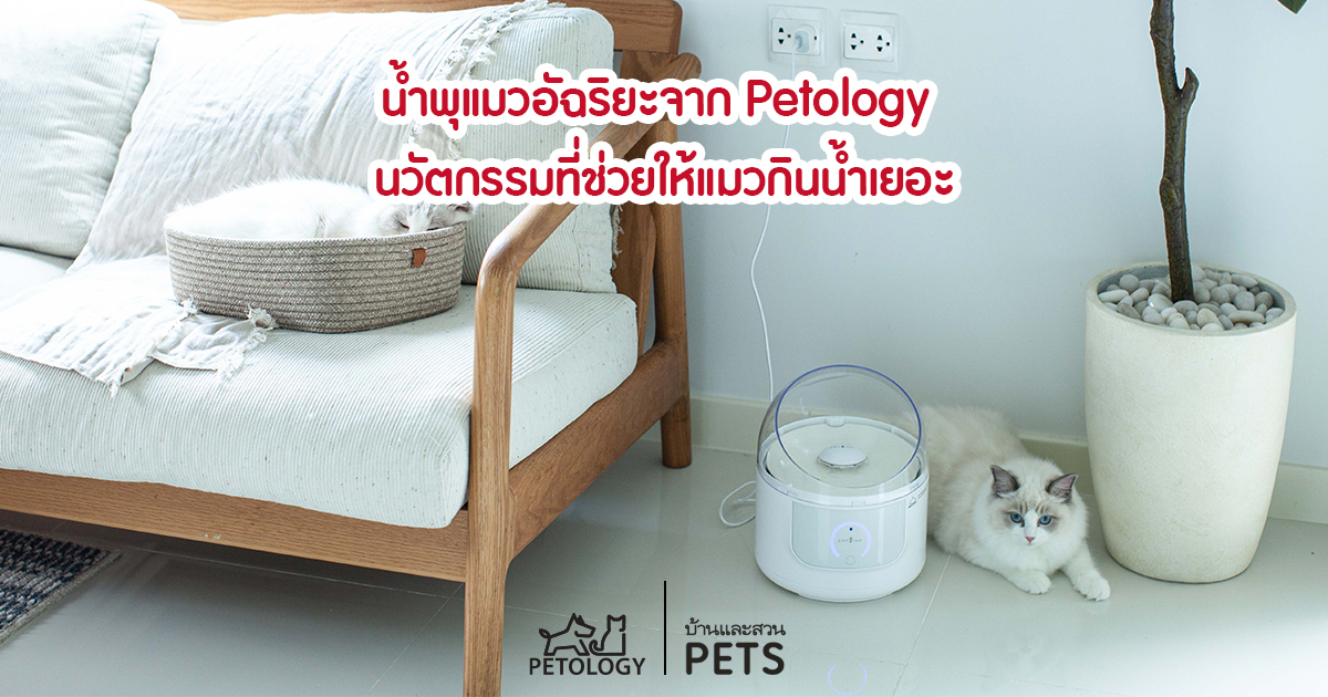 น้ำพุแมวอัจฉริยะจาก Petology ตอบโจทย์สำหรับทาสแมวที่อยากให้แมวกินน้ำเยอะๆ น้ำพุแมว Petology
